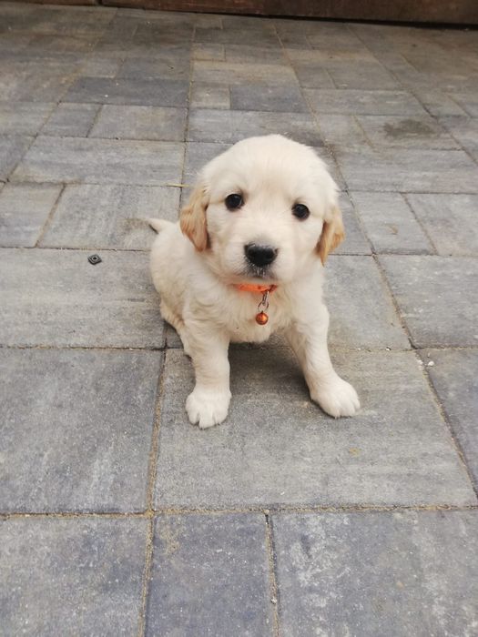 Puiuți Golden Retriever