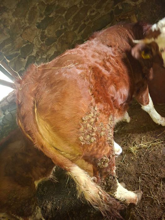 Vand junincă BR (pt sacrificat)