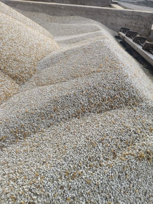 Мақсары ұрық сатылады