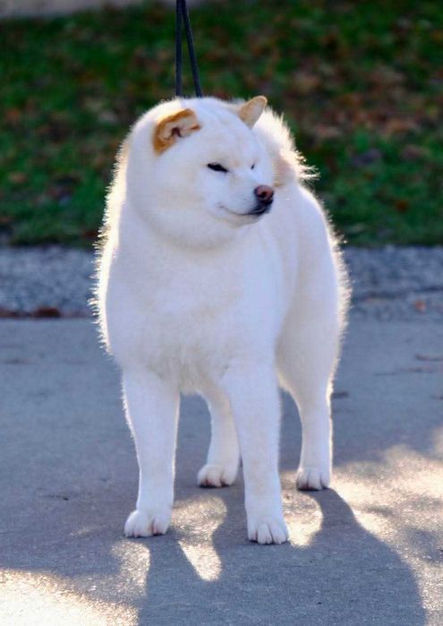 Шиба ину - верен приятел в игрите!