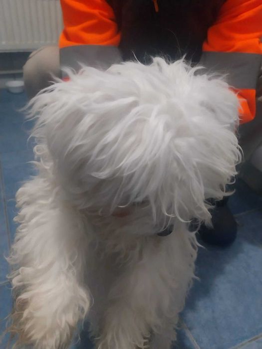 Bichon isi cauta alta casa!