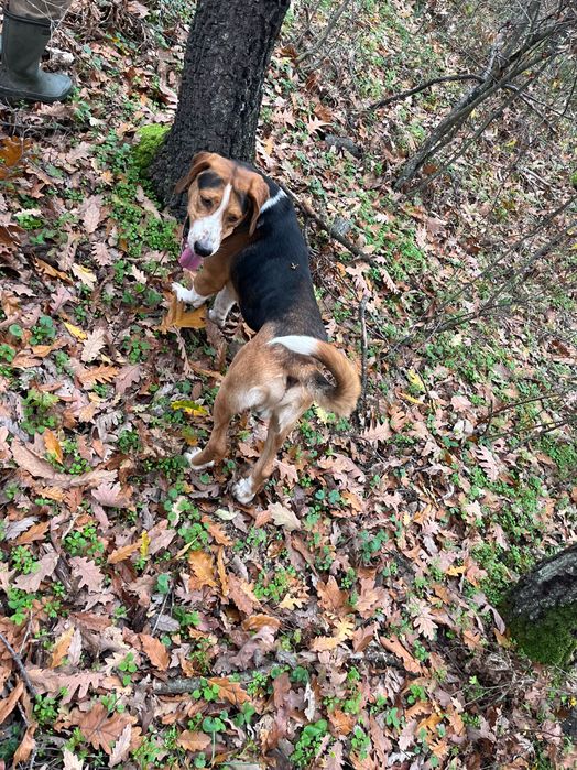 Продавам две ловни гончета