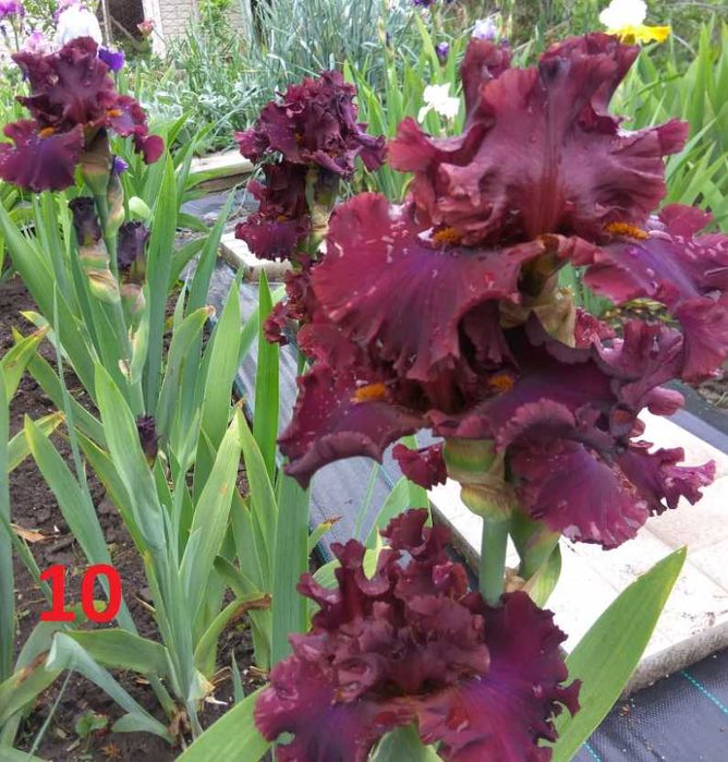 Сортови вискоки ириси /брадати ириси