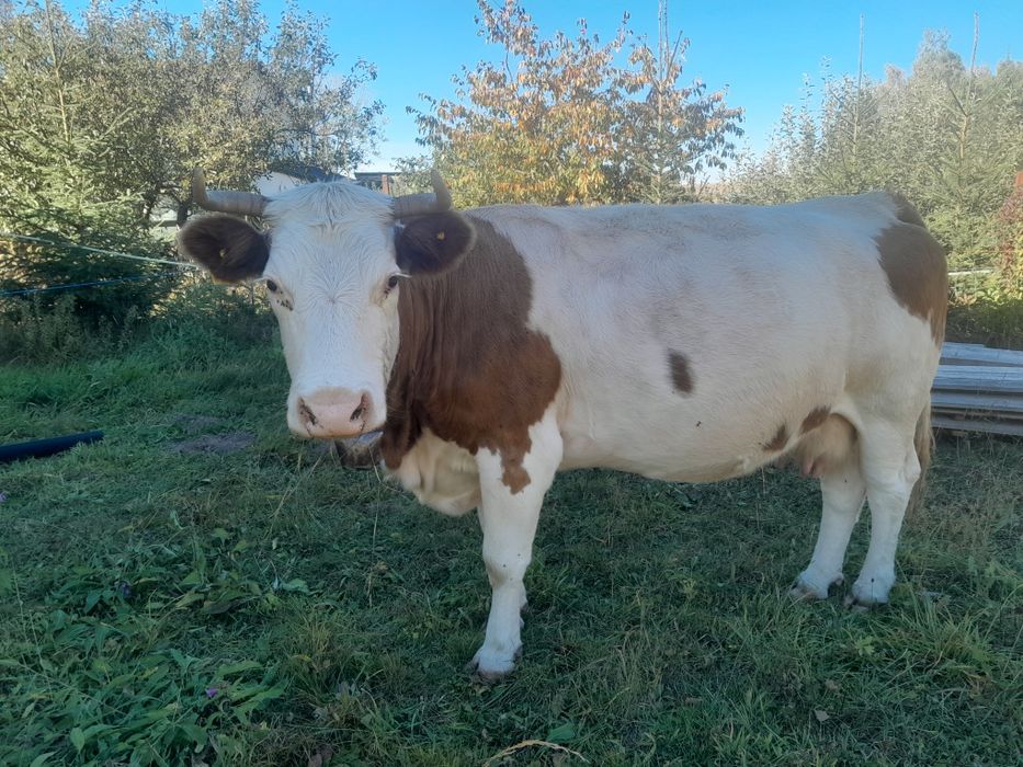 Vaca baltata de 8 ani