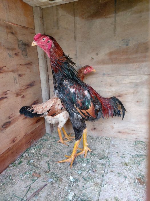 Dakan xuruz sotiladi