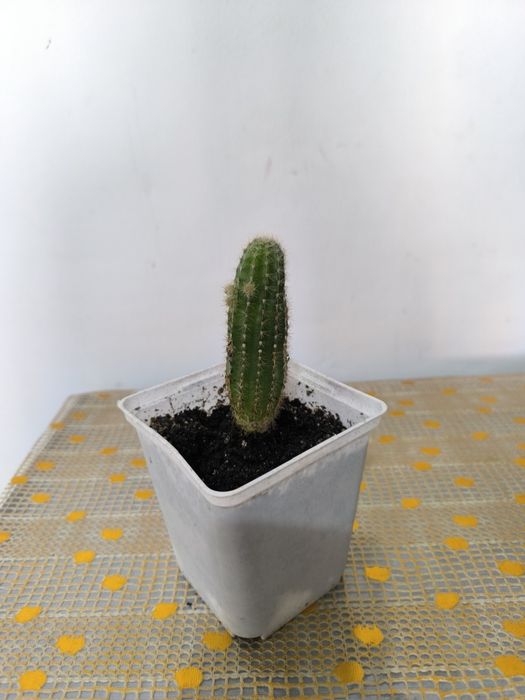 Комнатные красивые цветы.