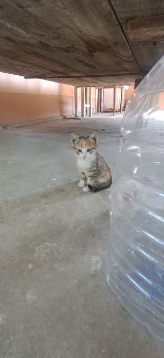 Продаются КОТЯТА