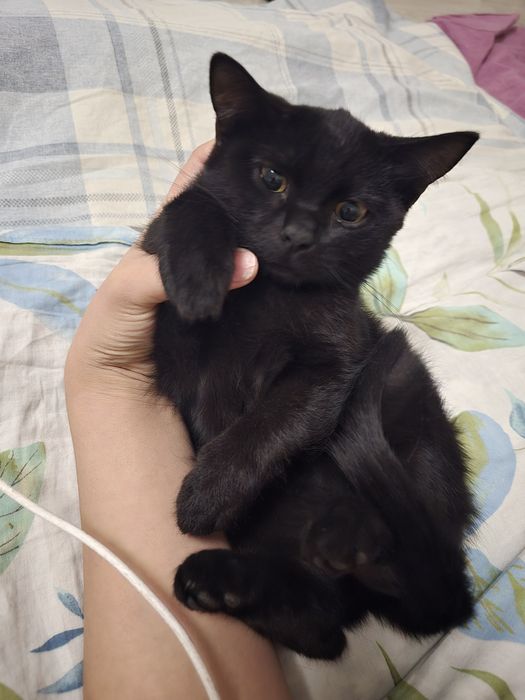 Котята бесплатно