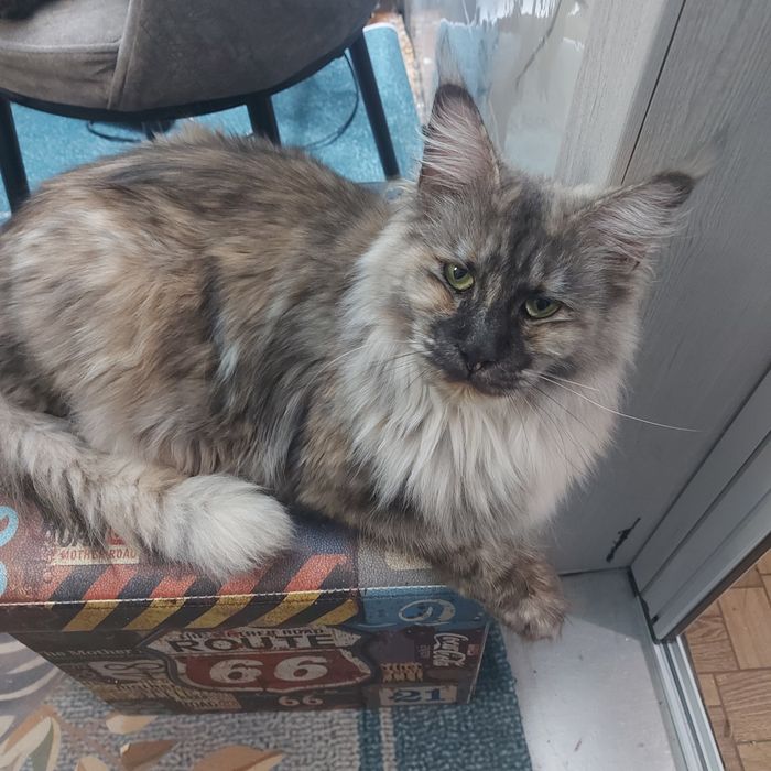 Котик мейн-кун 1,5 месяца