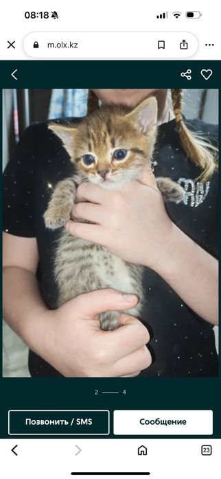 Отдам котят даром