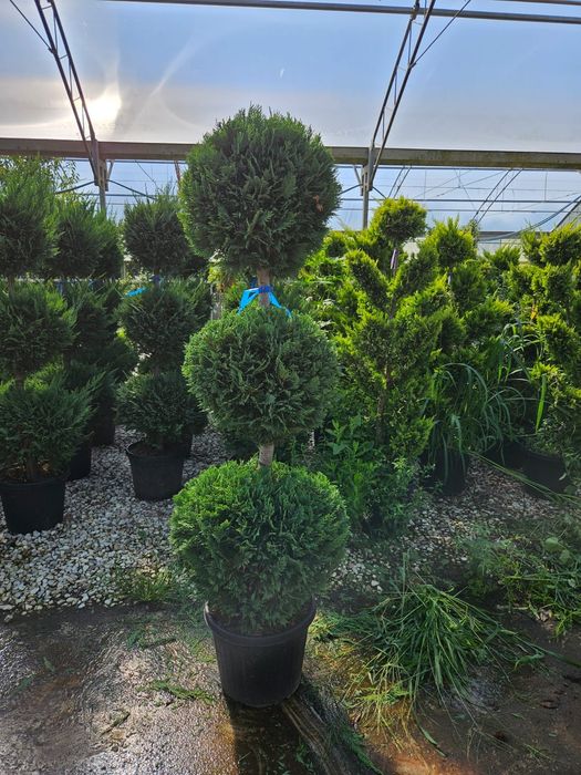 Plante ornamentale de cea mai buna calitate