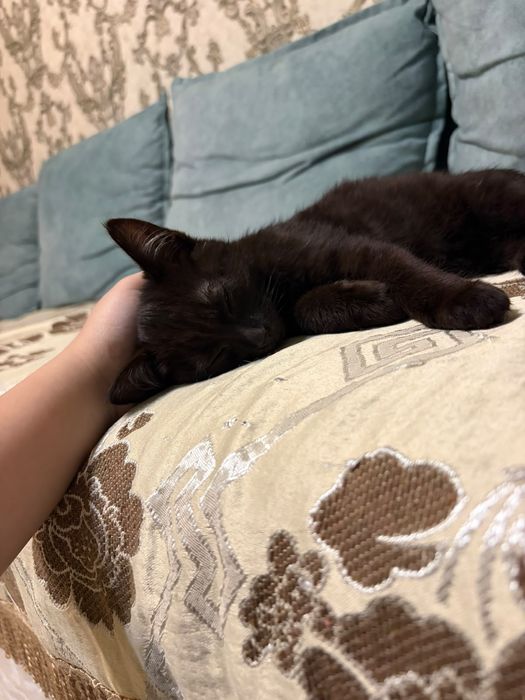 Котенок с лотком и лежанкой