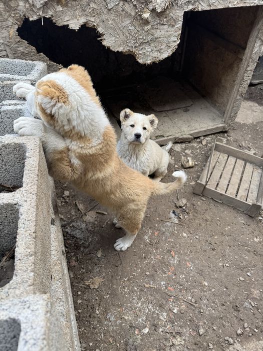 Продается алабай