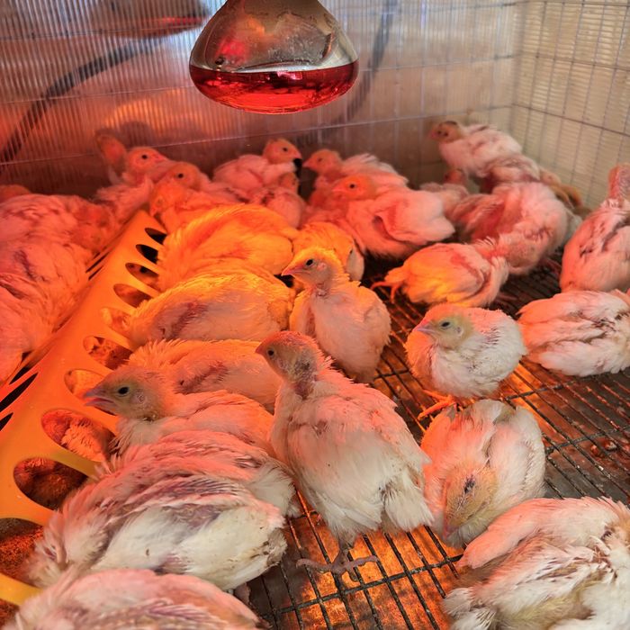 Super Ofertă! VAND  Pui de Prepeliță de Rasă la Doar 8 Lei/Bucată