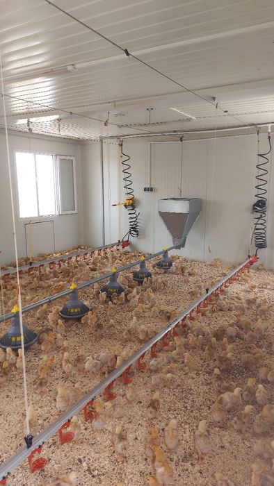 Vand container crescătorie pui