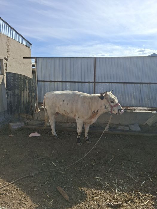 Семіз бұқа сатылады срочно