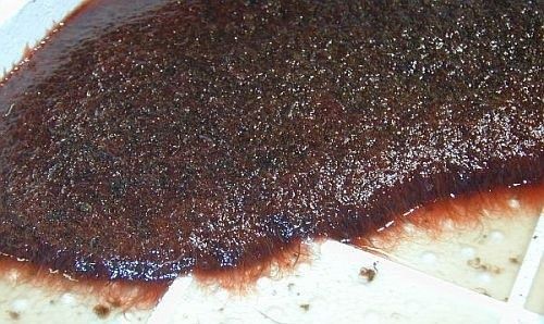 Трубочник свежий и выдерженный