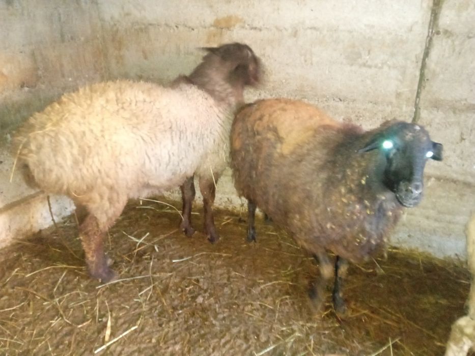 Продам семью баранов