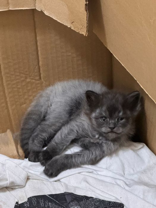 Котята малыши ищут дом
