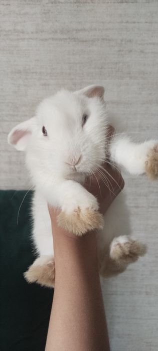 Кролик белый, домашний