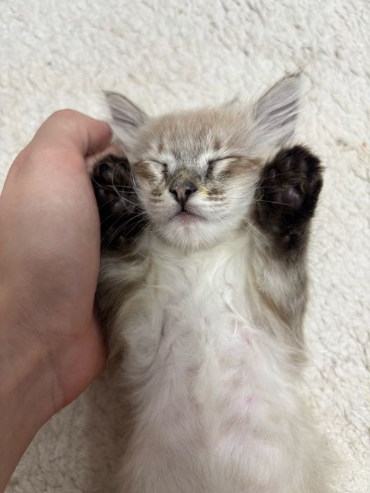 отдам котенка в добрые руки