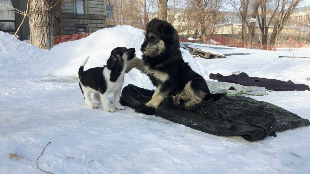 щеночки срочно симпатюльки