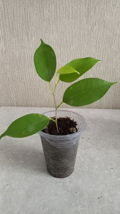 Продам фикус Бенджамина