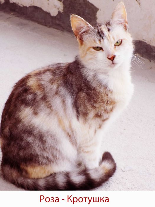 Подаряваме гальовни, умни, котета с хигиенни навици,знаещи имената си