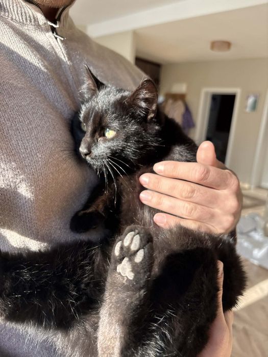 Коте Пепър търси своя дом