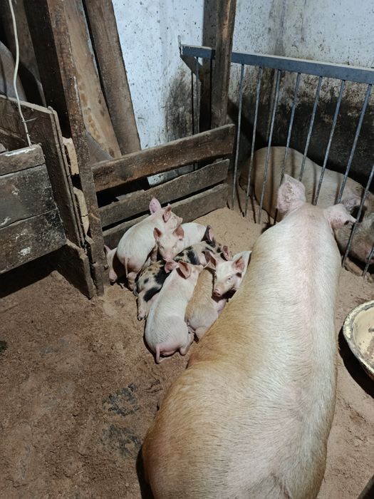 Продам поросят ...