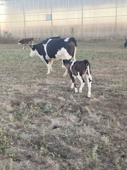 Vând vaca bălțată românească
