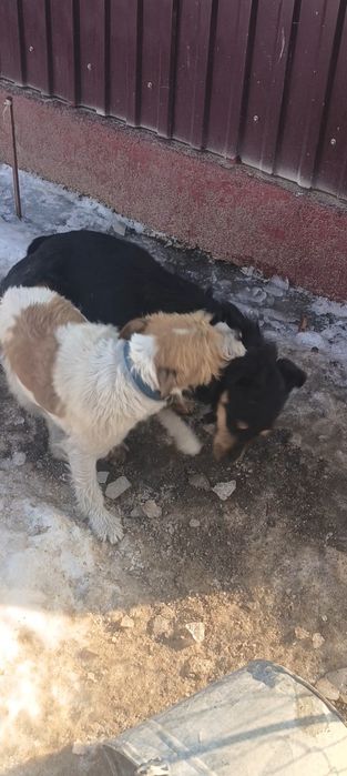 Фокстерьер 6 месяцев кабель