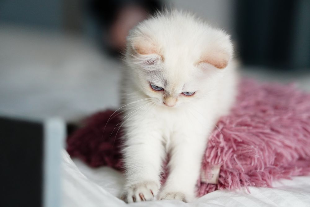British Shorthair cu pedigree / femela