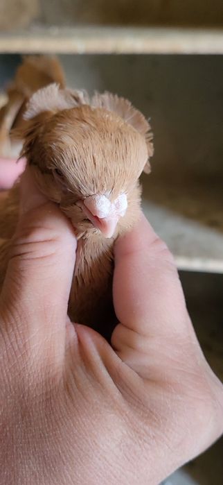 Голуби вальерный