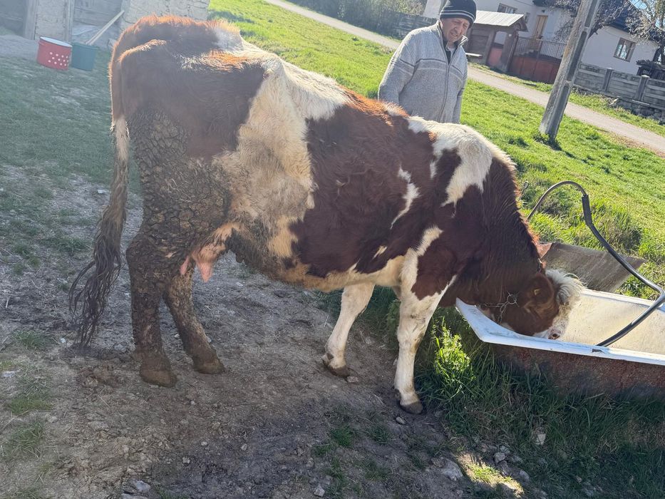 Vaca Bălțata romaneasca