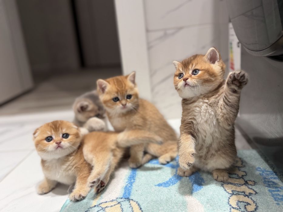 Породистые милые котята