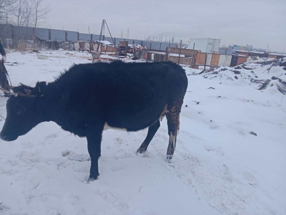Продается мясо молочная телочка