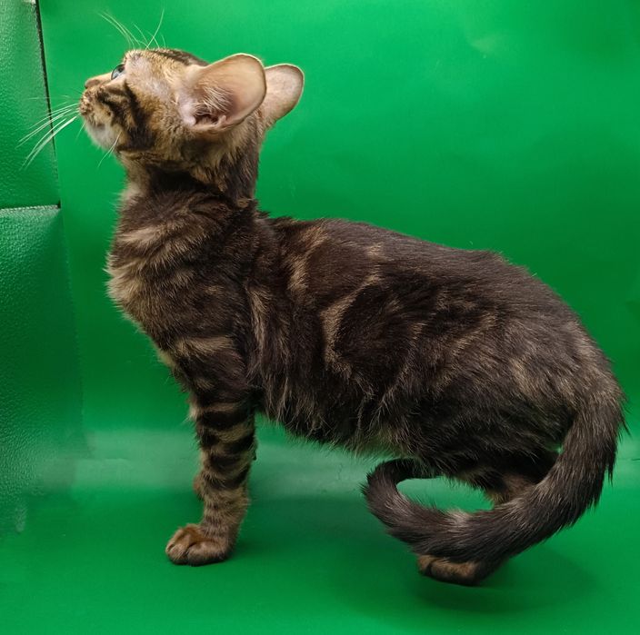 Бенгальский котик