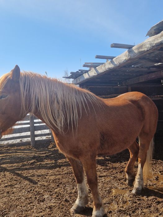 Продам кобылу полутяж