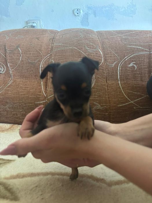 Продам щенят той терьерчиков мини