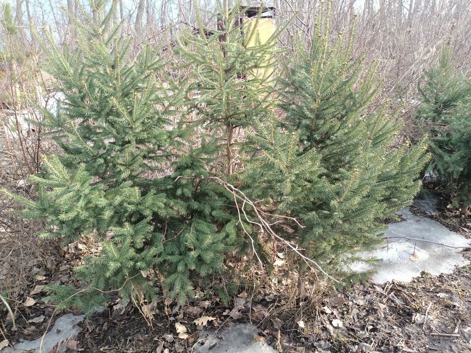 Продам ёлки  сад и огород