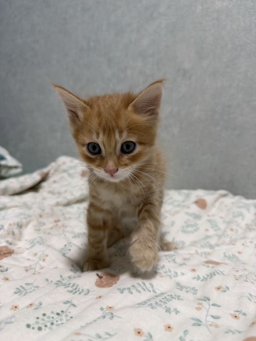 3 милых котика, хотят в добрые руки