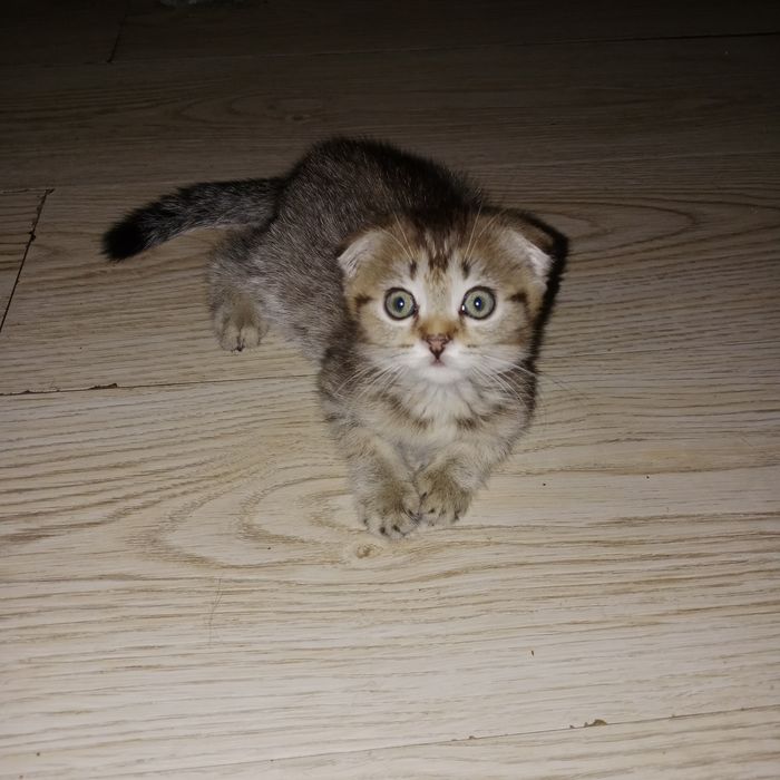 Породистые котята