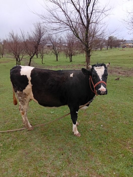 Корова голштейн  тумаган1 туу
