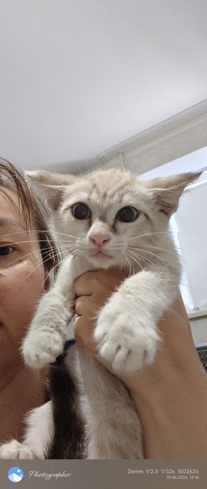 Девочка котенок Мия