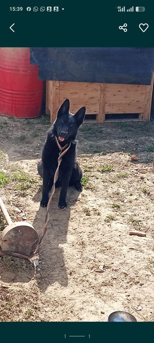 Овчарка немецкая чёрная