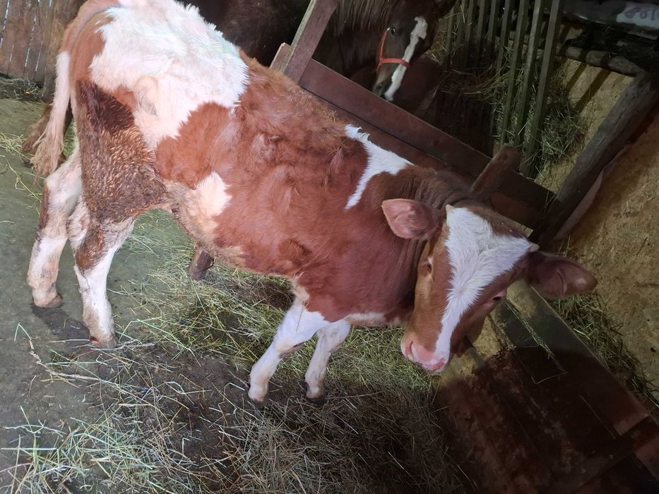 Vând vitel de 4 luni!