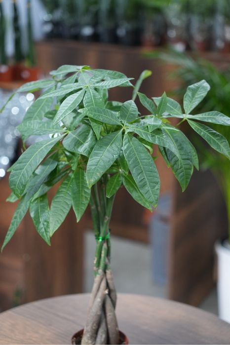 Пахира Актавика 55 см