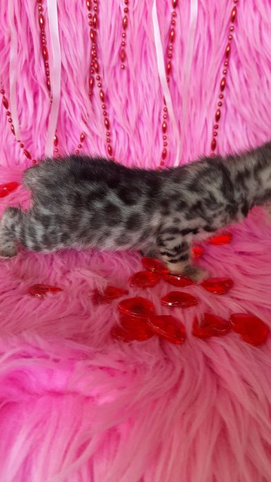 Бенгальская девочка