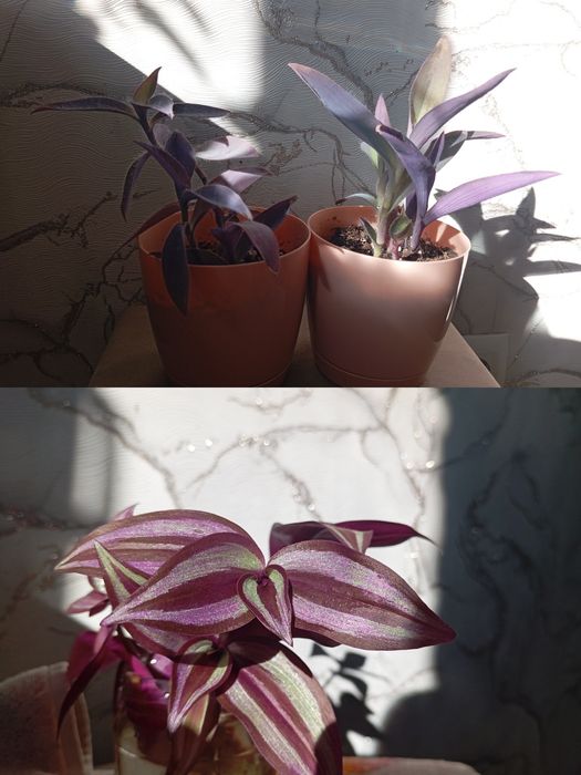 Ухоженные комнатные цветы